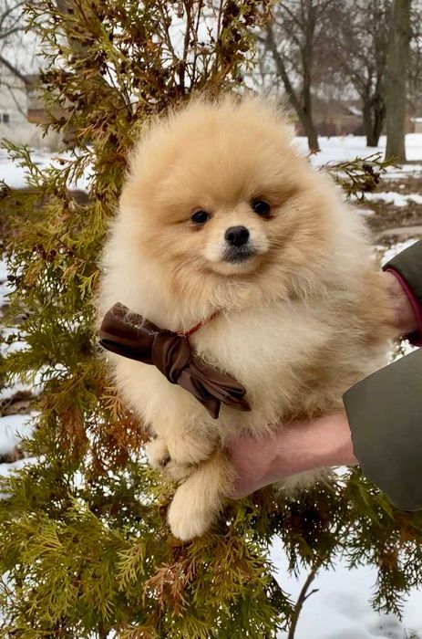 Мини малыш Померанский шпиц