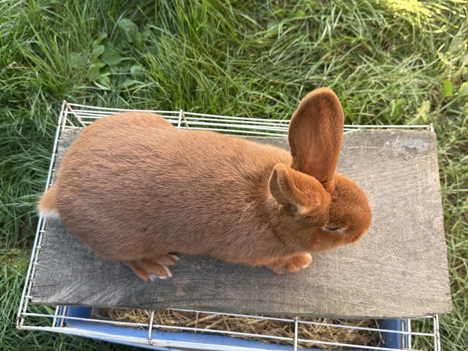 Samiec i samica nowozelandzki czerwony