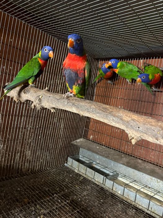 Para venda Loris molucano