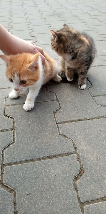 Oddam 2 kotki w dobre rece