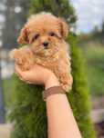 Maltipoo Niewielki Samiec Art Puppies