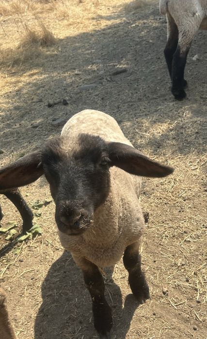 Borrego Suffolk Linha Inglesa Puro!