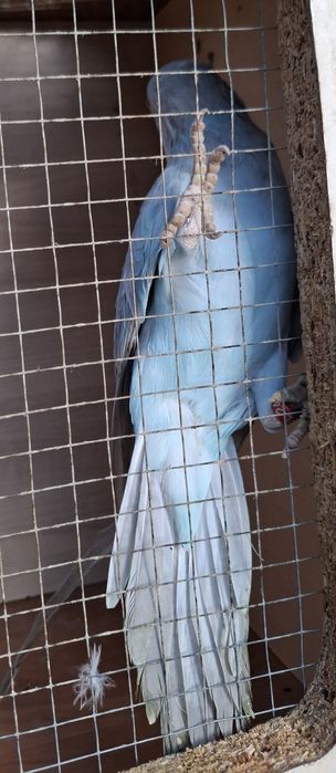 Aleksandretta obrożna 2024