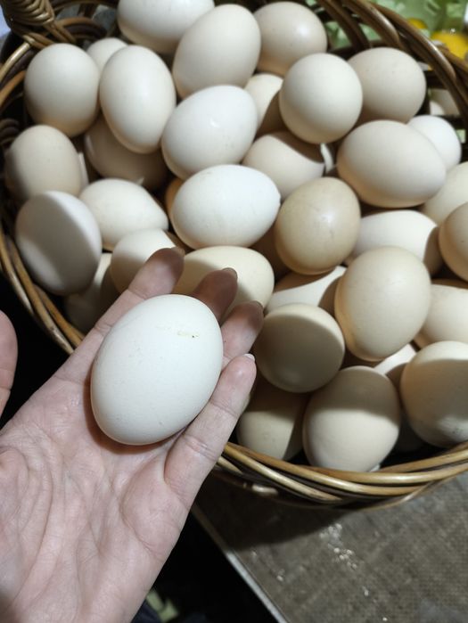 Jajka ze wsi wiejskie jajka swojskie gospodarstwo