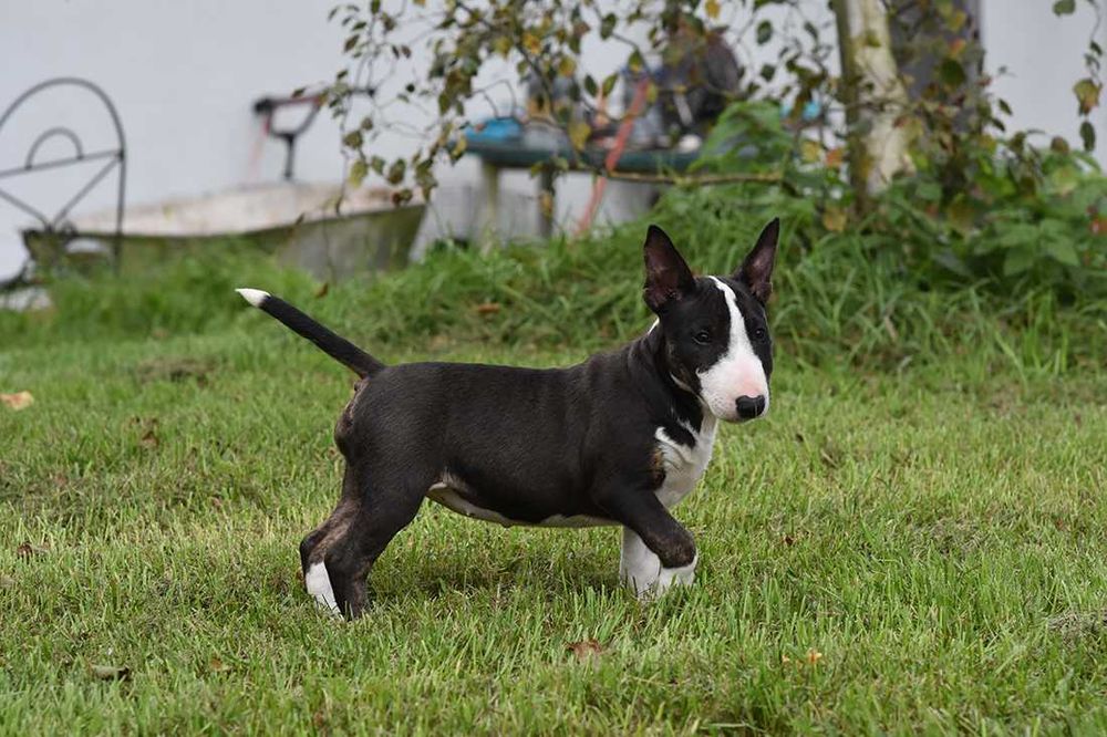 Bulterier miniaturowy suczka ZKwP/FCI