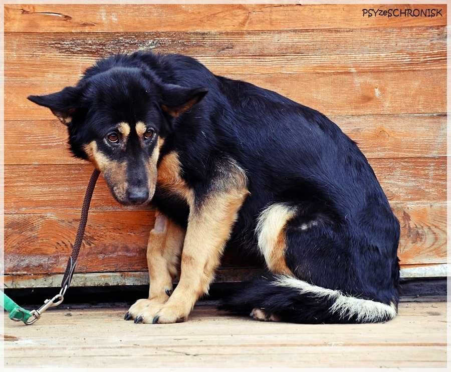 Debra – przyjechała do schroniska upodlona, teraz zaczyna żyć