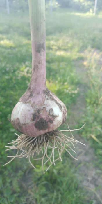 Czosnek Zimowy Harnaś