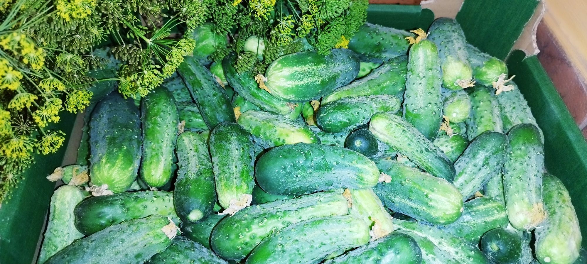 Ogórki gruntowe śremskie