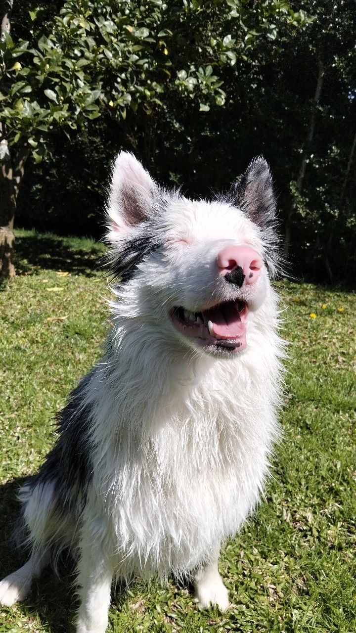 Border collie para acasalamento