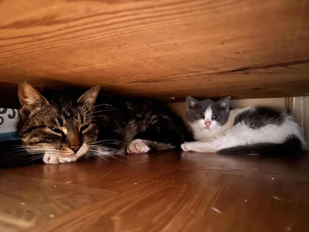 Uratowana kotka szuka domu
