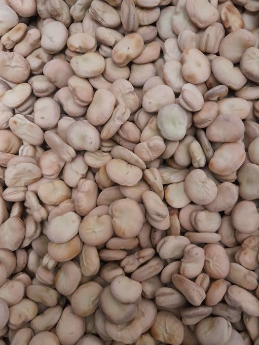 bób bizon            .