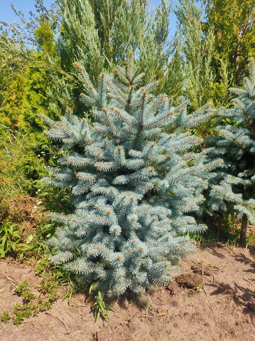 Саджанці плодових дерев та кущів