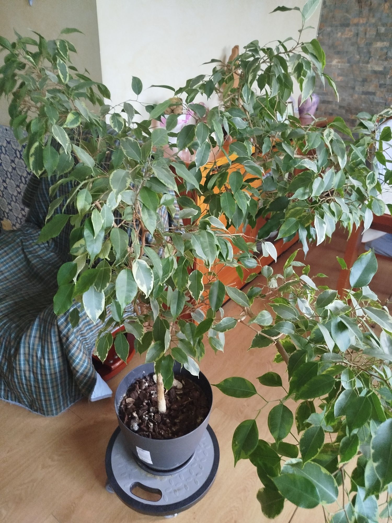 Plantas naturais