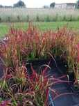 Red baron. Imperata Cylindryczna