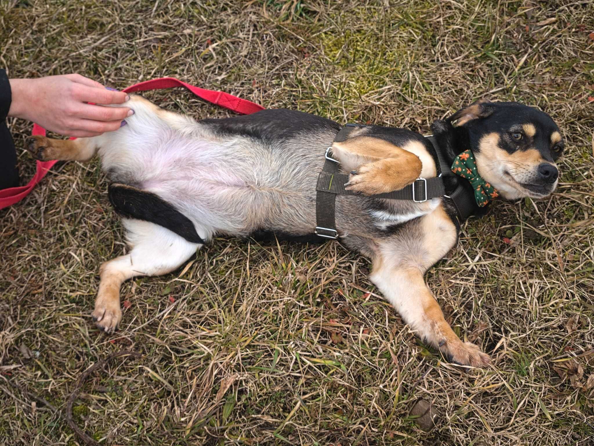 Oliwia malutka sunia szuka spokojnego miejsca ADOPCJA