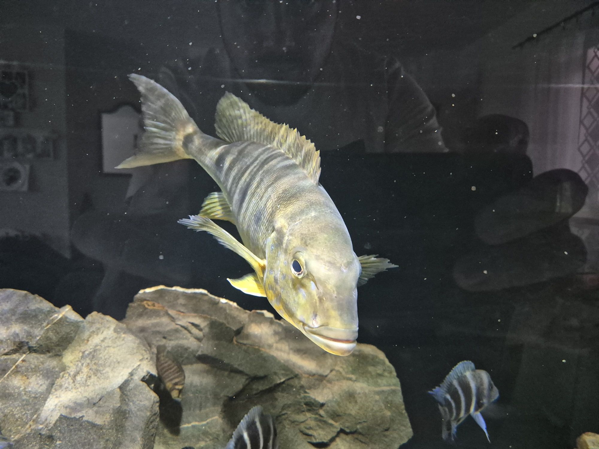 Boulengerochromis microlepis