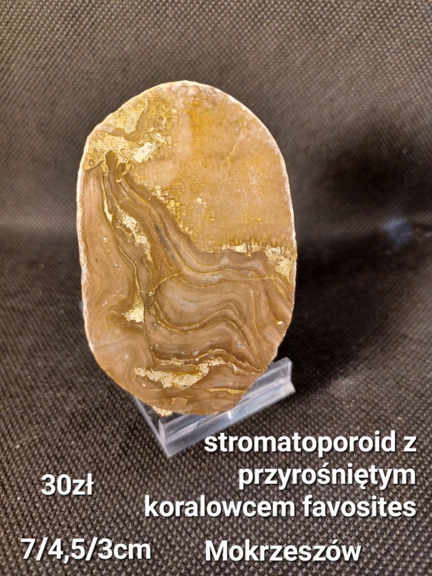 Minerały skamieniałości skały stromatoporoid z koralowcem favosites