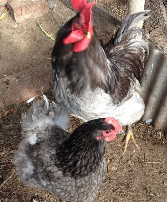 Ovos fecundados e pintos de várias galinhas de raça.