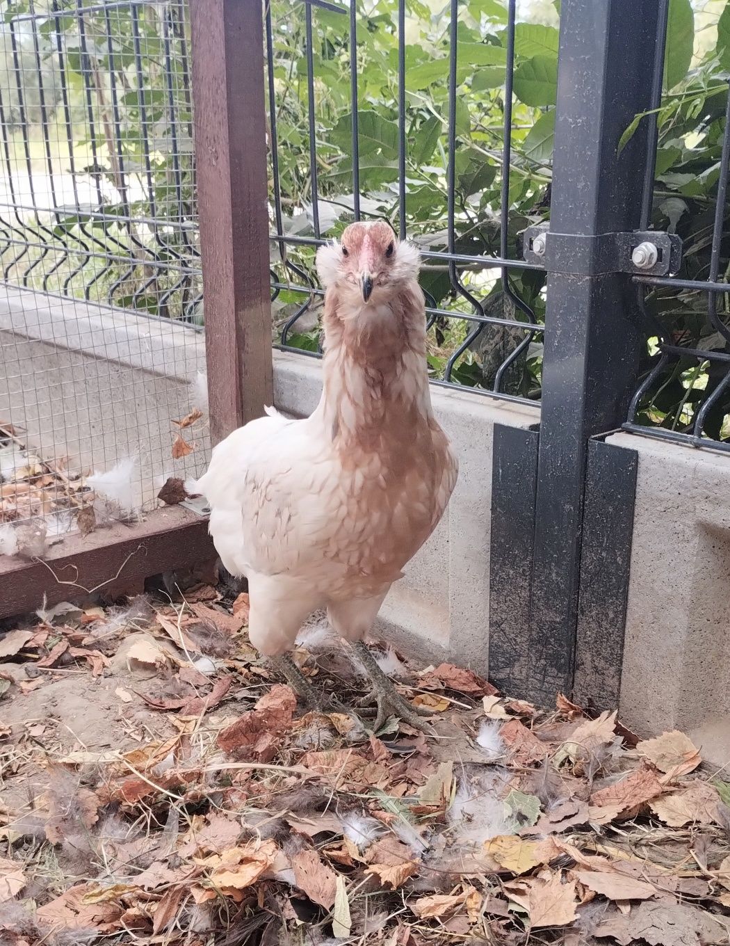 Same Kury araucany/araucana bezogoniaste