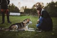Szkolenie psów, trener psów, behawiorysta - Bychawa