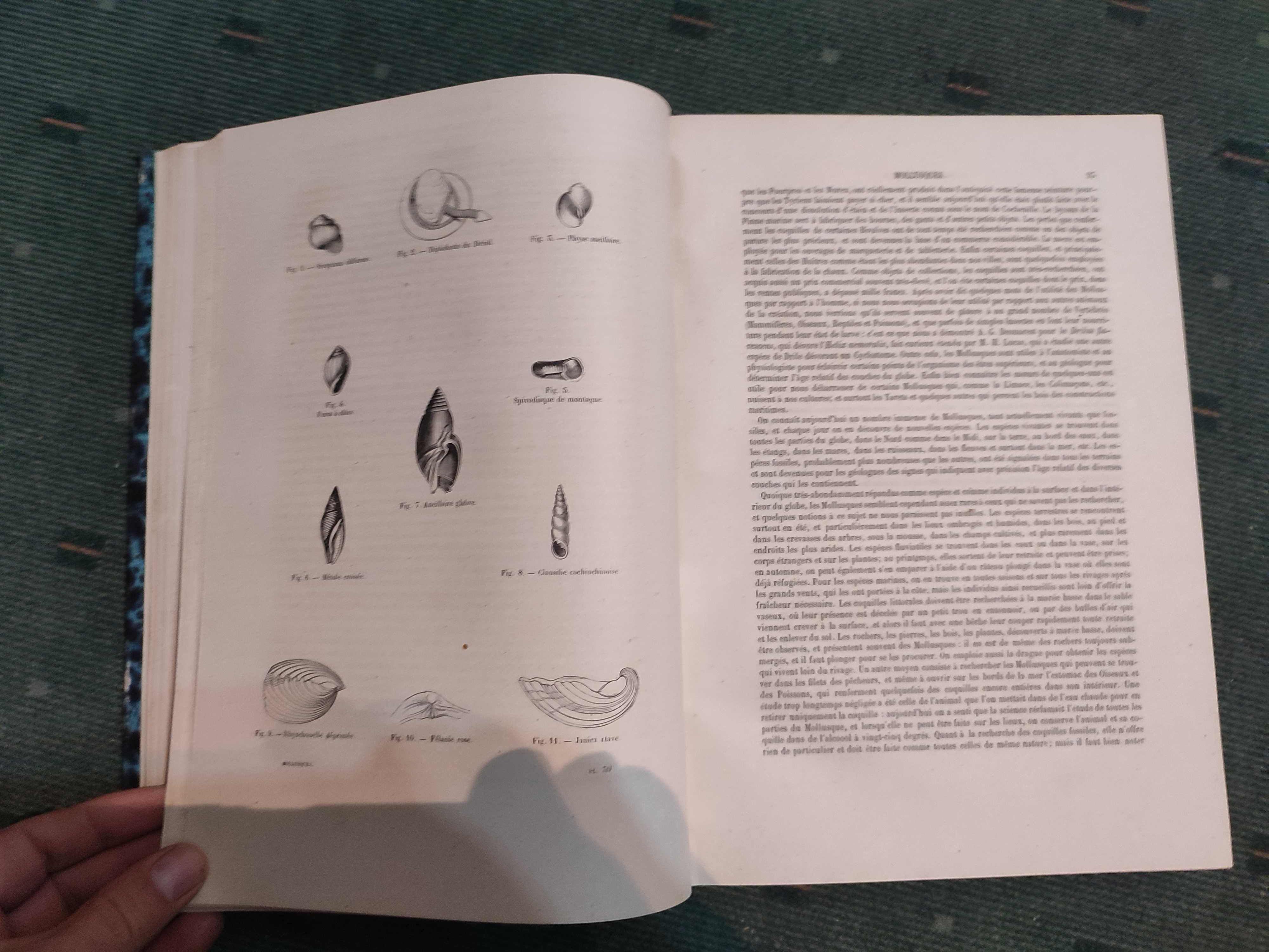 Encyclopédie D'Histoire Naturelle Traité Complet-Crustaces, Moll, Zoop