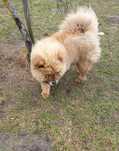 Pies CHOW CHOW Ur. 14.06.2022