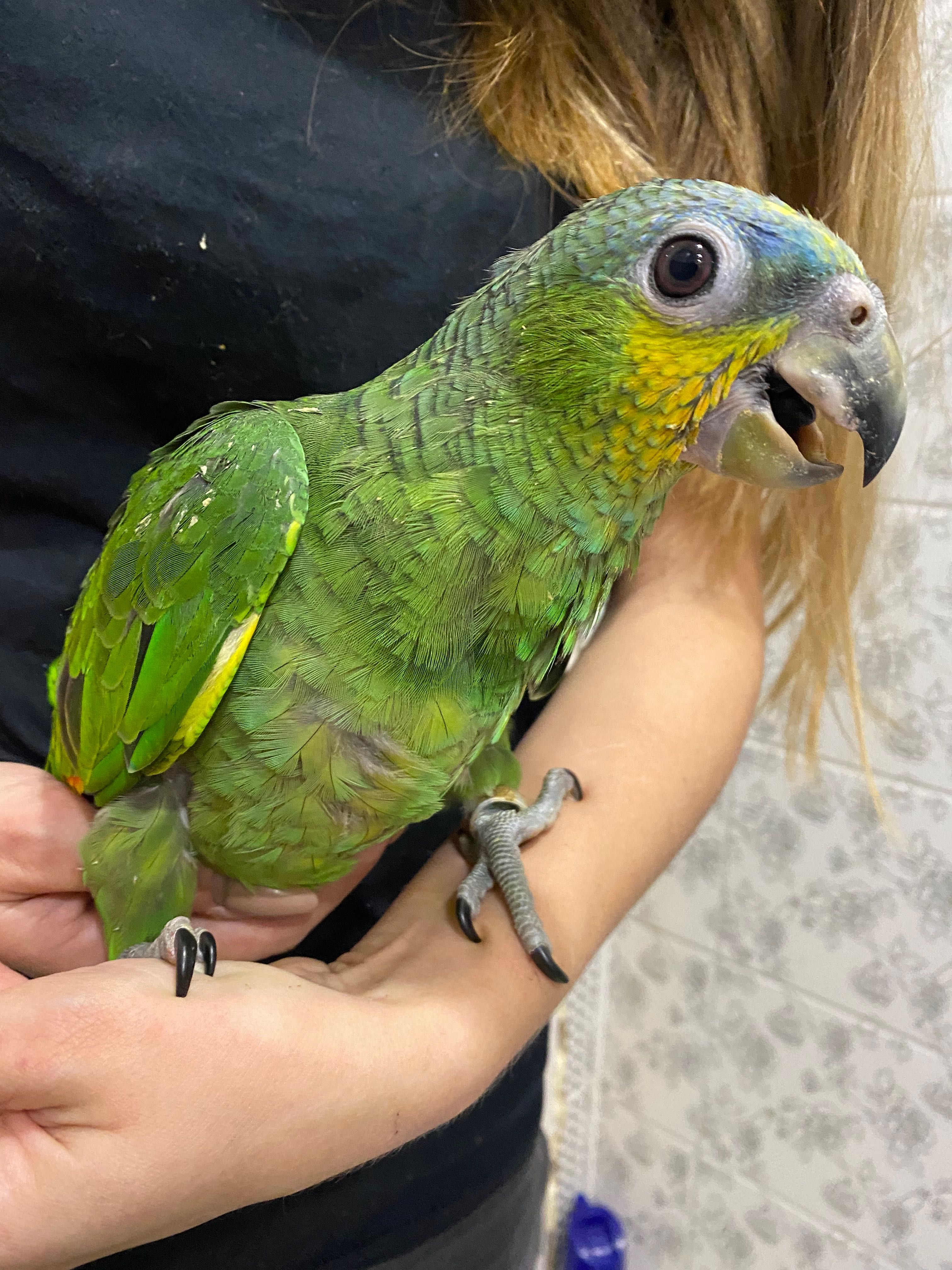 папуга Амазон Венесуельський - ручні говорящі пташенята