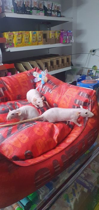 Лысые краски,ждут любящие ручки.