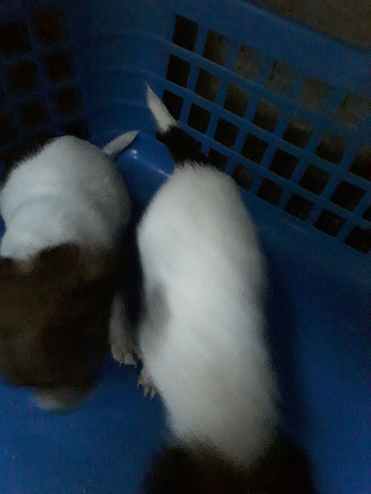 Dou cachorrinhas de raça pequena