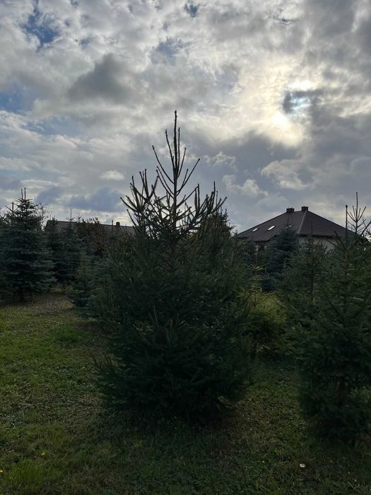 Choinki - świerk pospolity - hurt/detal !!!