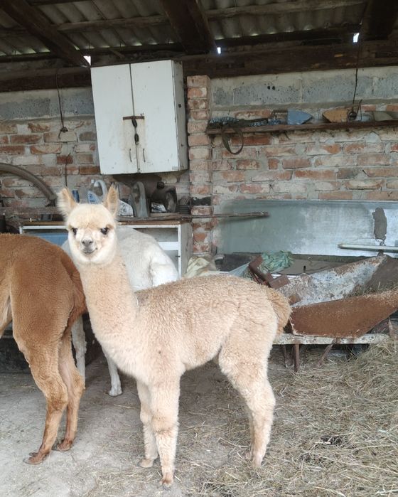 Samica alpaki Blanka