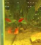 Platys juvenis laranja