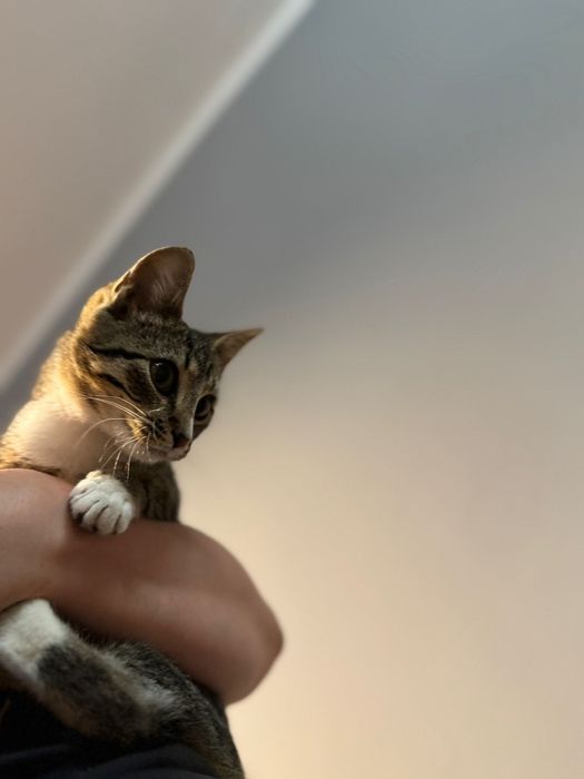 Kotka Lusia 4-5 m-cy do adopcji