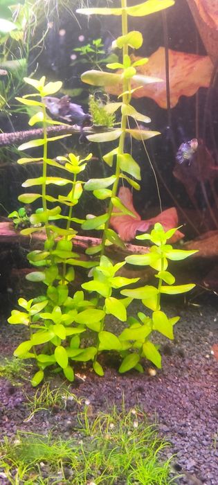 Bacopa Caroliniana własna hodowla