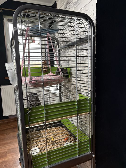 Szenszyle mlode samiczki z klatka