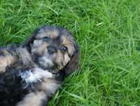 Cavapoo - piesek