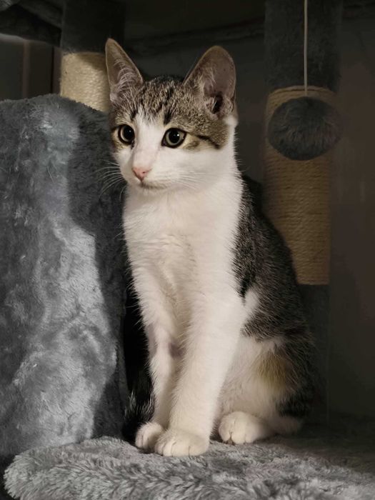 Kocurek słodziak szuka domu