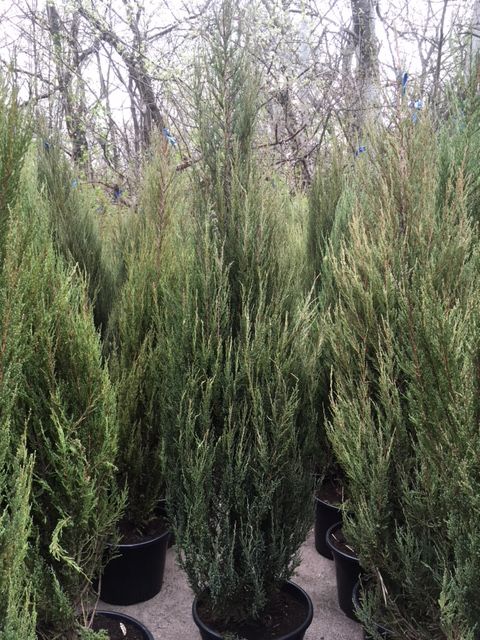 Ялівець (можжевельник) Блю Ароу екстра 160-220 cм Київ