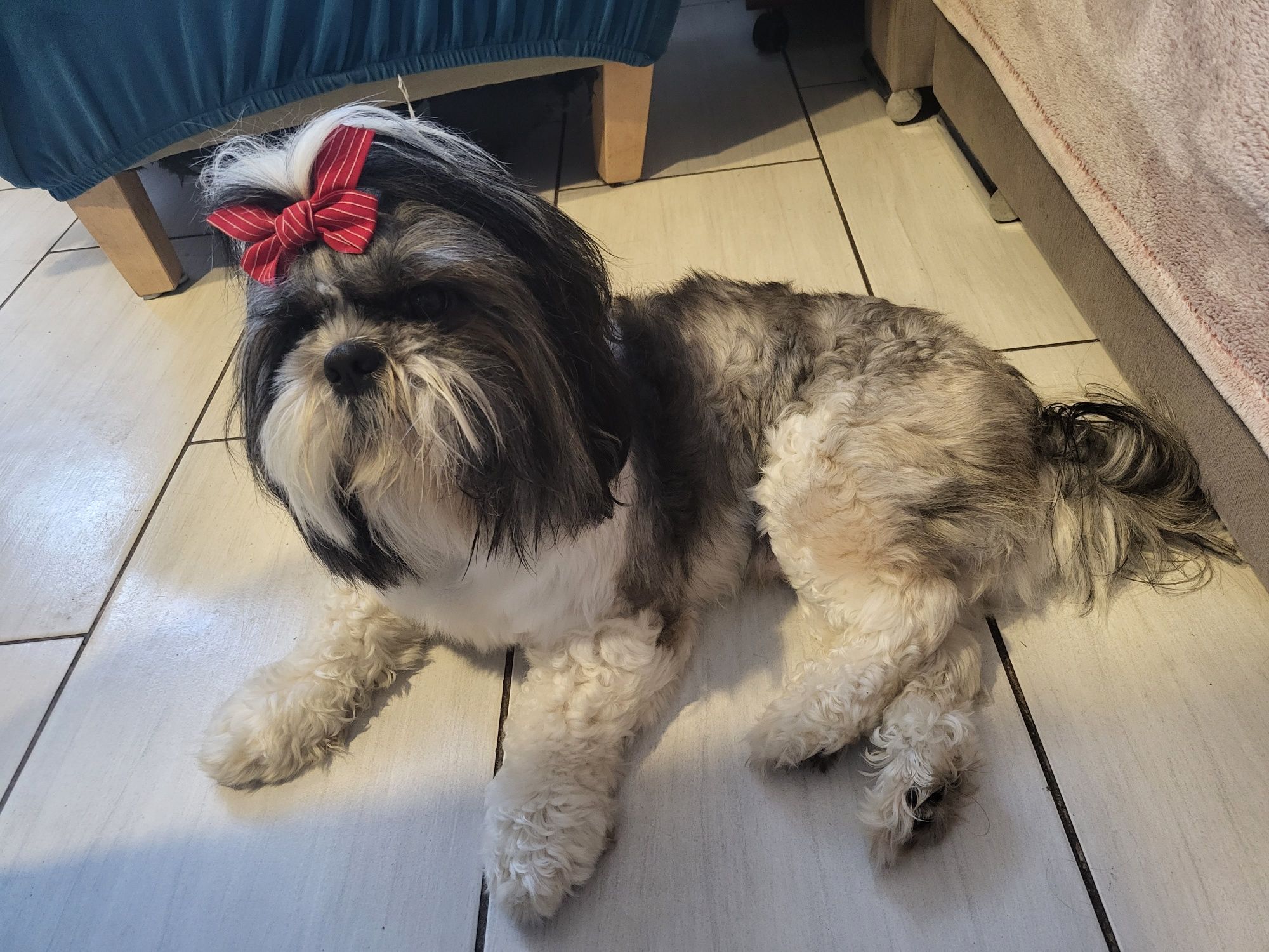 Reproduktor shih tzu