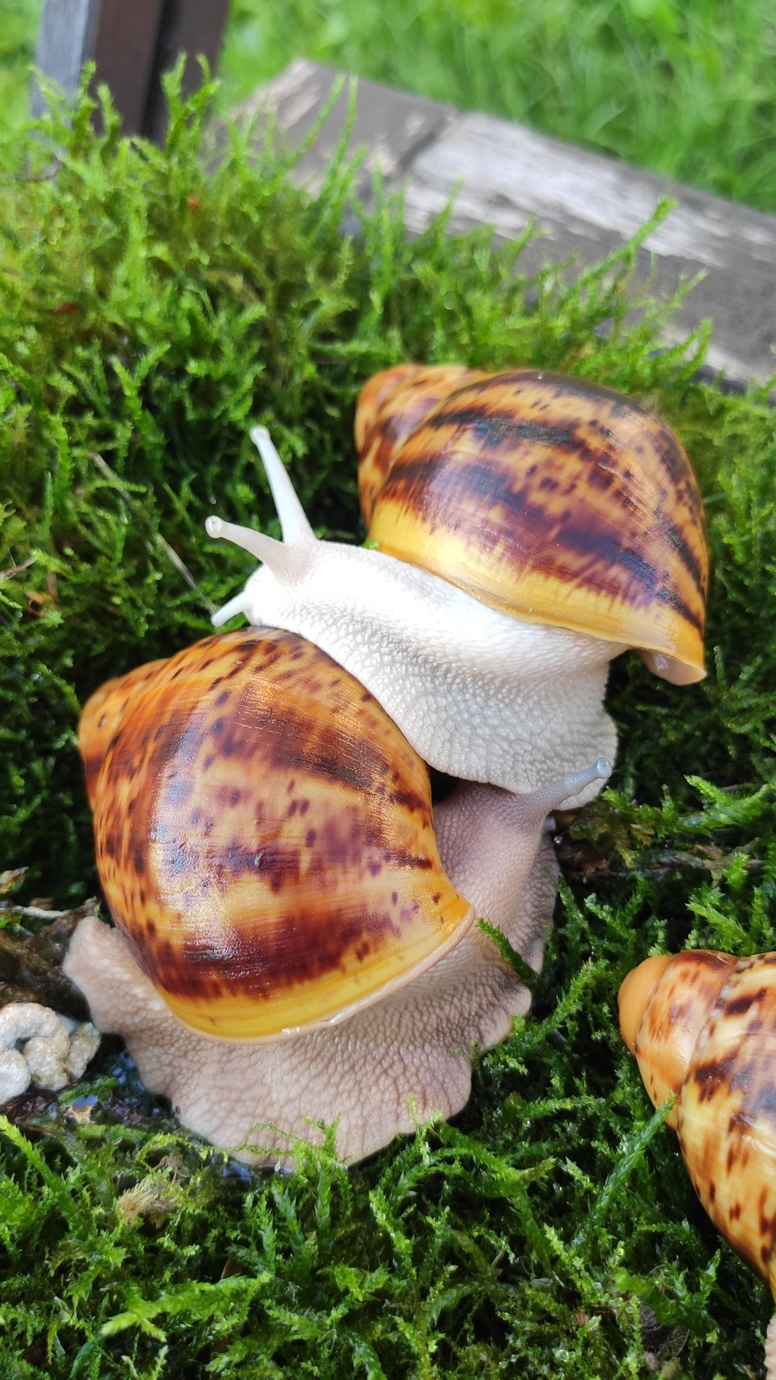 ślimaki afrykańskie Archahatina Marginata Ovum