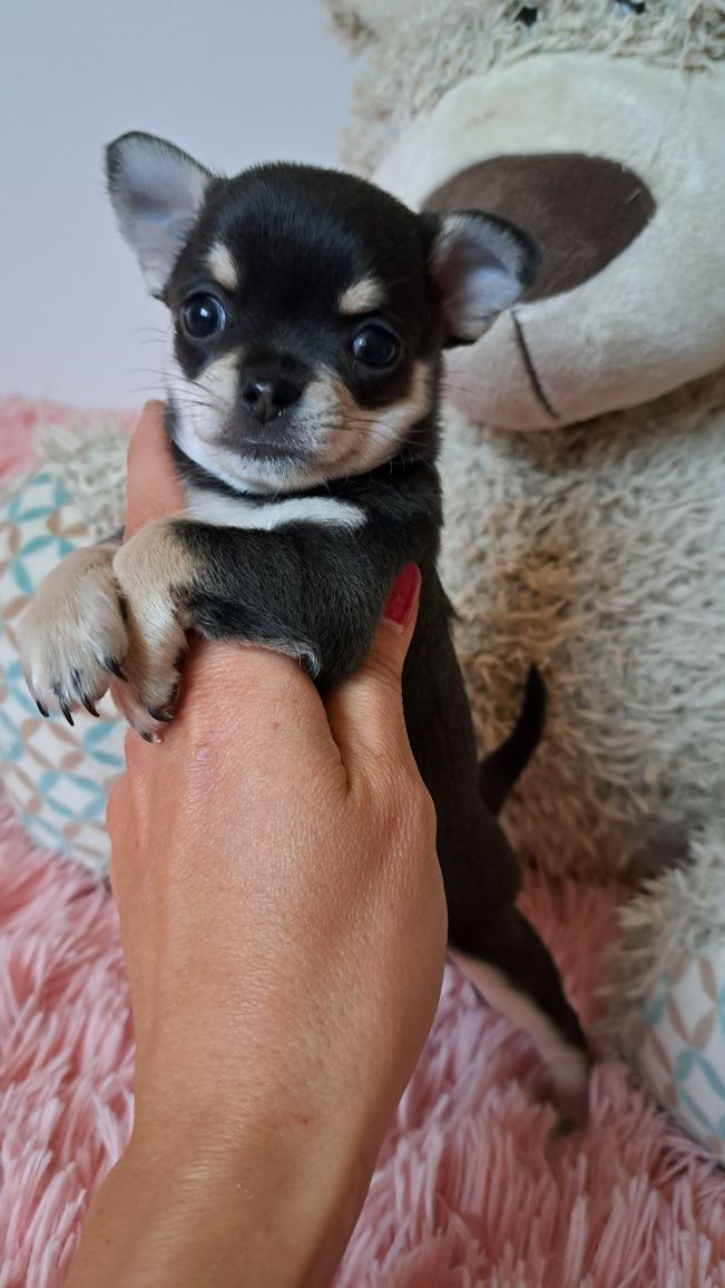 Chihuahua Sunia z kolorystyką blue