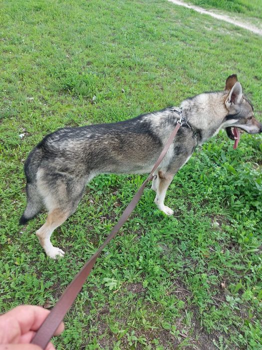 Cão Lobo Checoslovaco — Adulto Jovem, com LOP, vacinas e chip