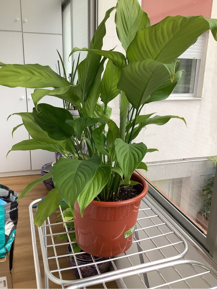 Planta natural lirio  da paz esta linda com flror