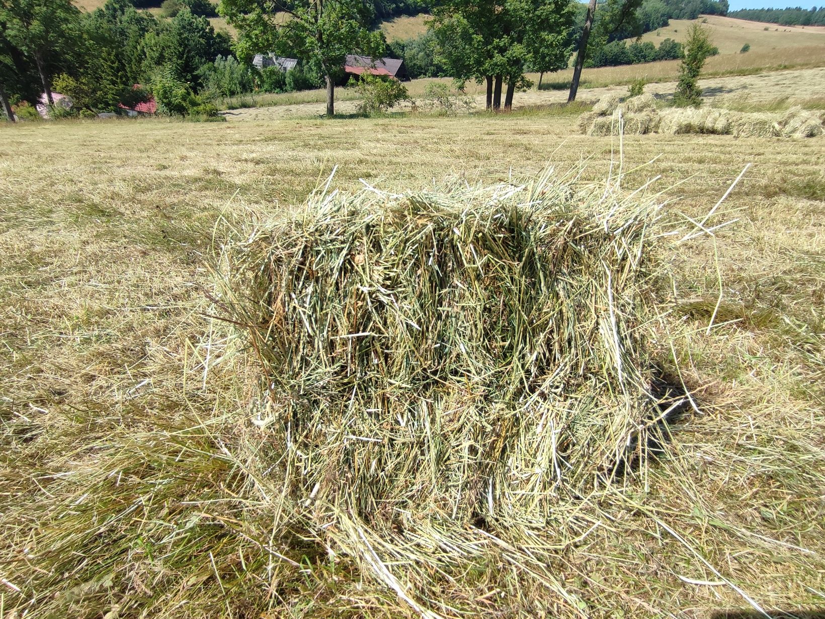 Tegoroczne, świeże siano w kostkach.