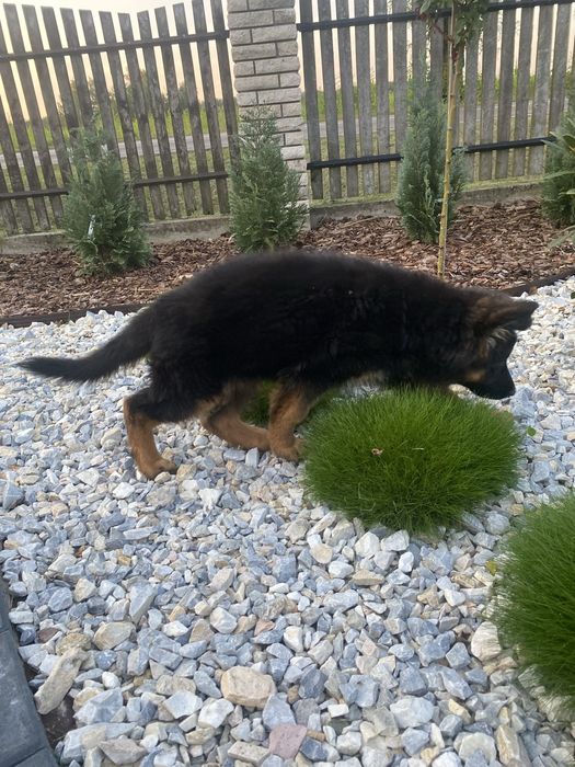 Szczenię suczka owczarek niemiecki długowłosy ZKwP/FCI