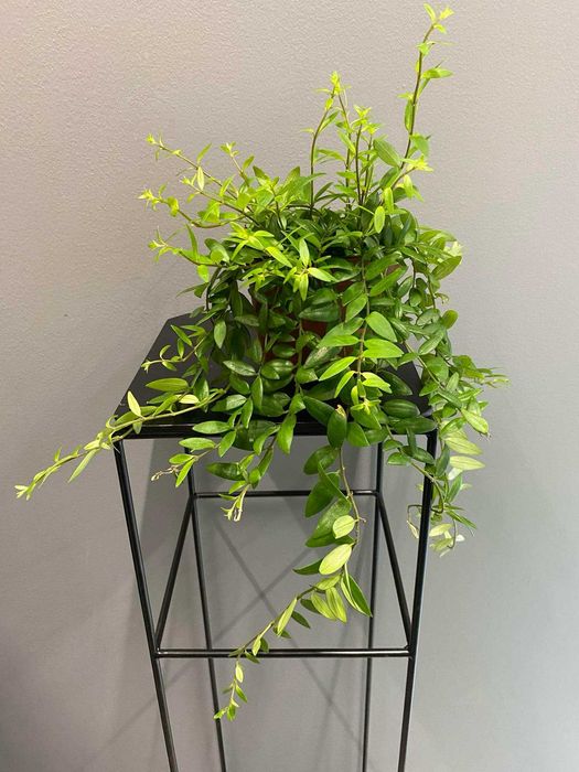 Aeschynanthus Japhrolepis 12 cm Doniczka