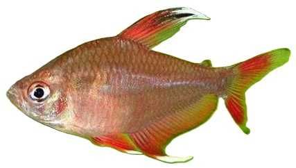 Bystrzyk ozdobny-Ornatus