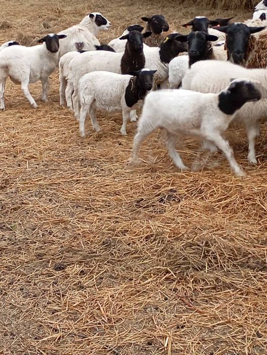 Молодий баранчик Дорпер 3-4 місяці