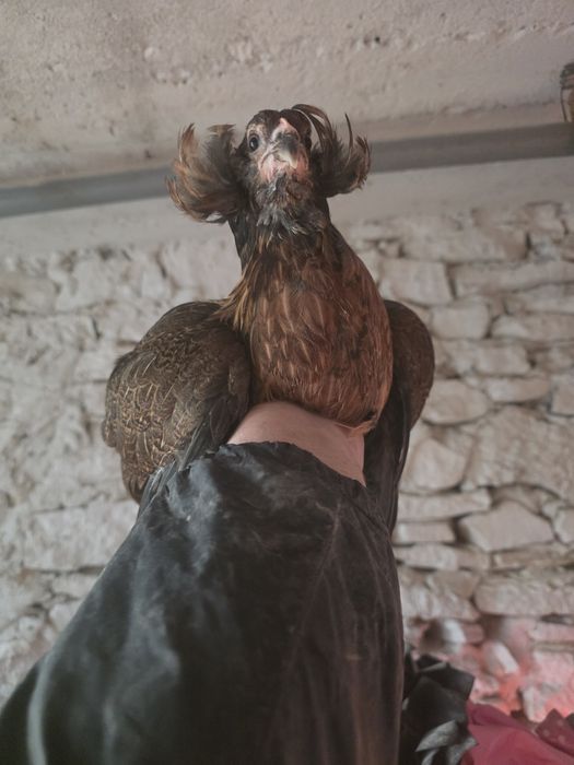 Kura kury araukany naturalny ekologiczne kury araukany