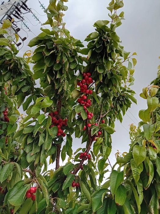 Cereja de Armamar rija de alta qualidade